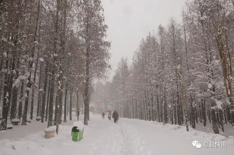 息县这场暴雪创十年之最积雪超40厘米息州森林公园成今冬最佳赏雪地