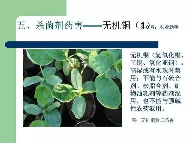 完整版|史上最全农药药害图谱 使用时谨慎再谨慎