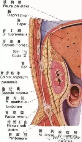 干货!秒懂腹膜后间隙