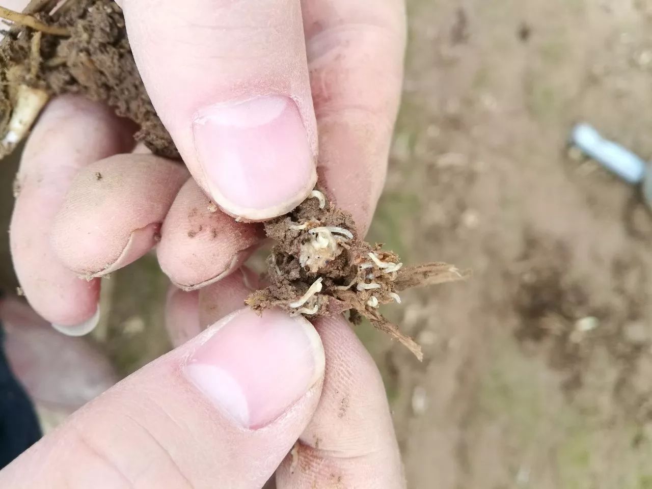 试验小分队赶到了山东沂南县韭菜种植区,来帮助菜农解决黑头蛆问题