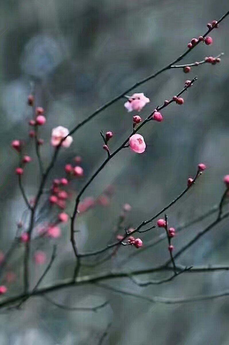 雪栖梅枝,开一树香