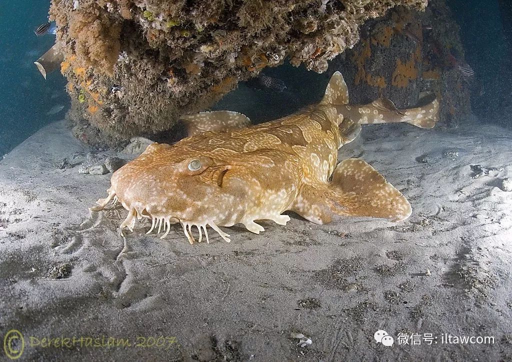 海洋摄影伪装大师须鲨