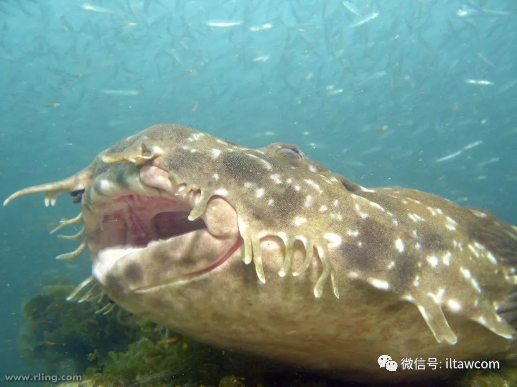 海洋摄影伪装大师须鲨