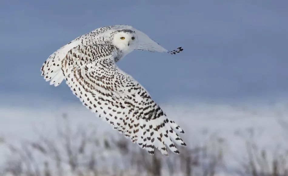 mircea costina的"snowy owl"