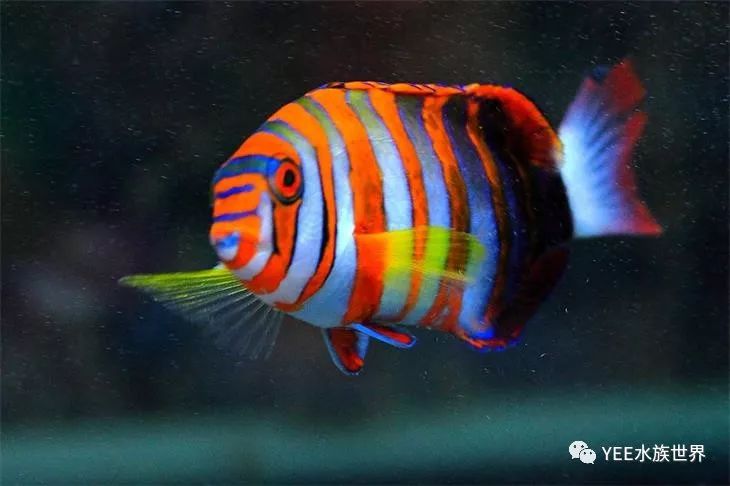 海里的鱼颜色描写