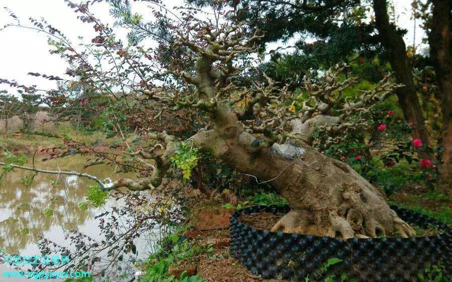 插活一段木,养成一棵树(一步一脚印,成就一盆风景)