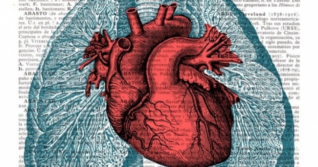 关于人类心脏的12个惊人事实 你知道几个?