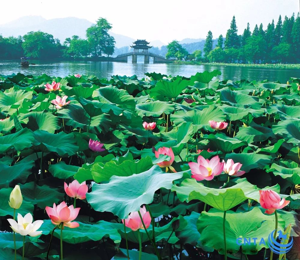 西湖曲院风荷