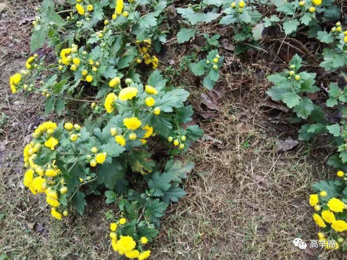 【高举阁 纪实】陶然: 乡村零落野菊花