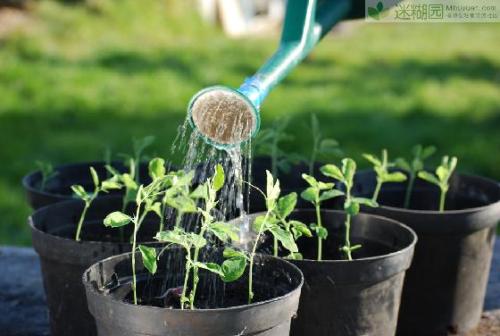 三农苗木:家养植物浇水方法见干见湿,不干不浇浇则浇透