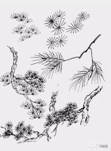图文示范教程松树的各种画法中国画松树的画法