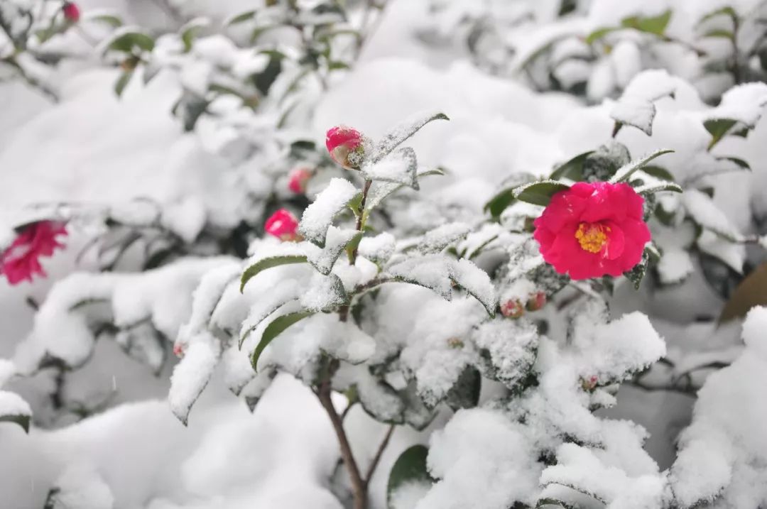 梅花，我在雪中想你