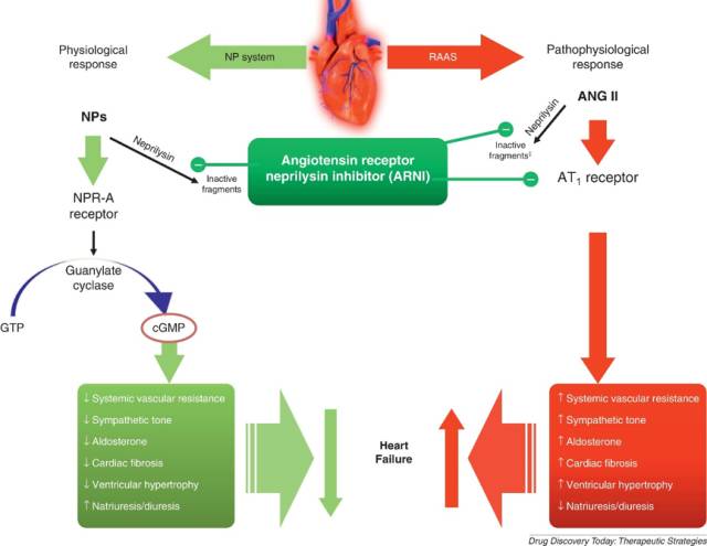 双重抑制剂调节心衰过程中的raas和np系统