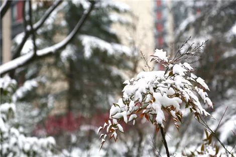 长安初雪拂发去,明天恍如一梦来!