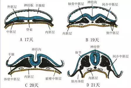 预防神经管缺陷的十字箴言