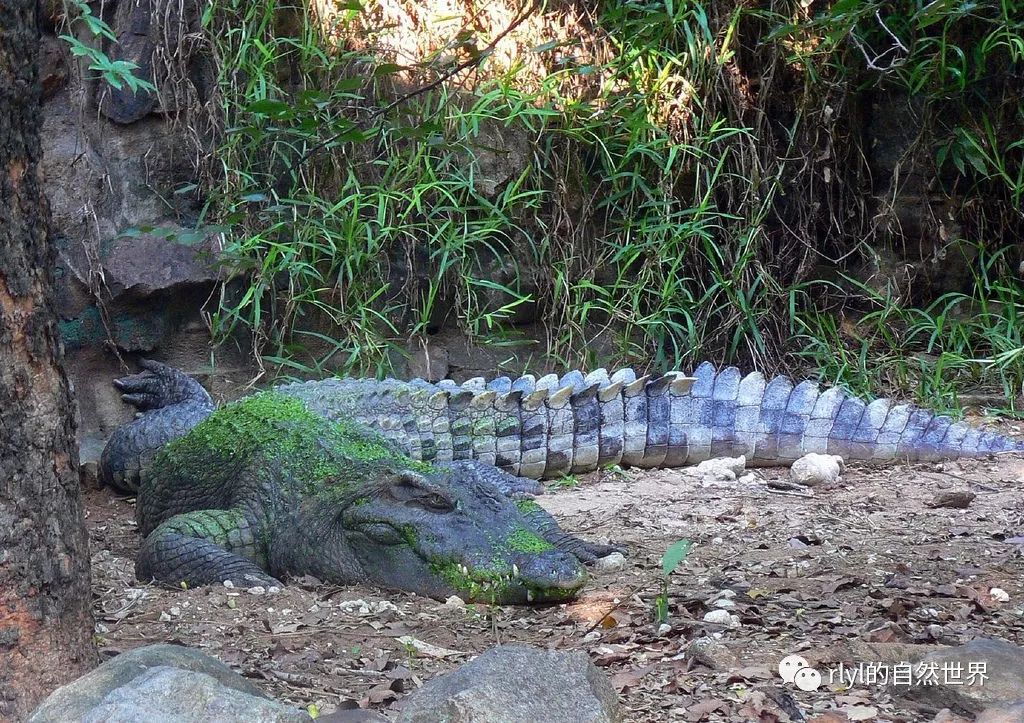 泰鳄养大了怎么办