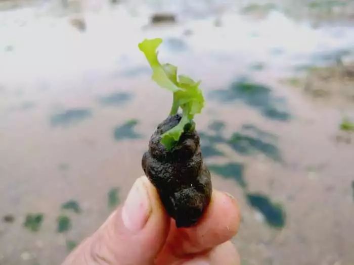海蛎子为什么长在石头