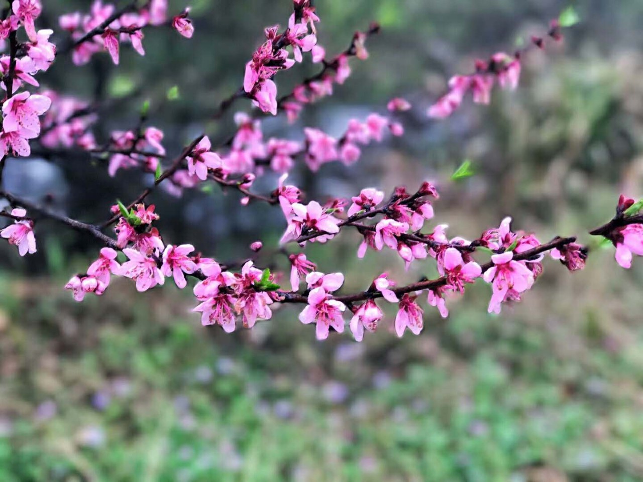 一个山中酿酒师和她的桃花源