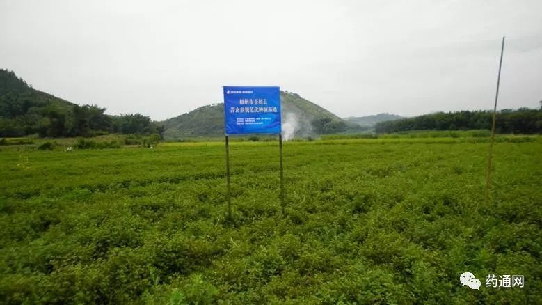 国家扶持中药材基地建设