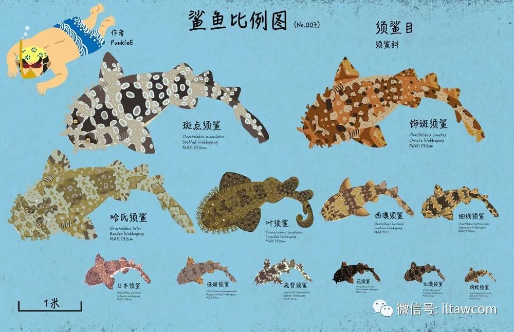 海洋摄影伪装大师须鲨