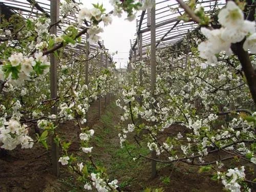 石河子下野地第二届樱桃花节明日开幕 一起去看 花海 吧