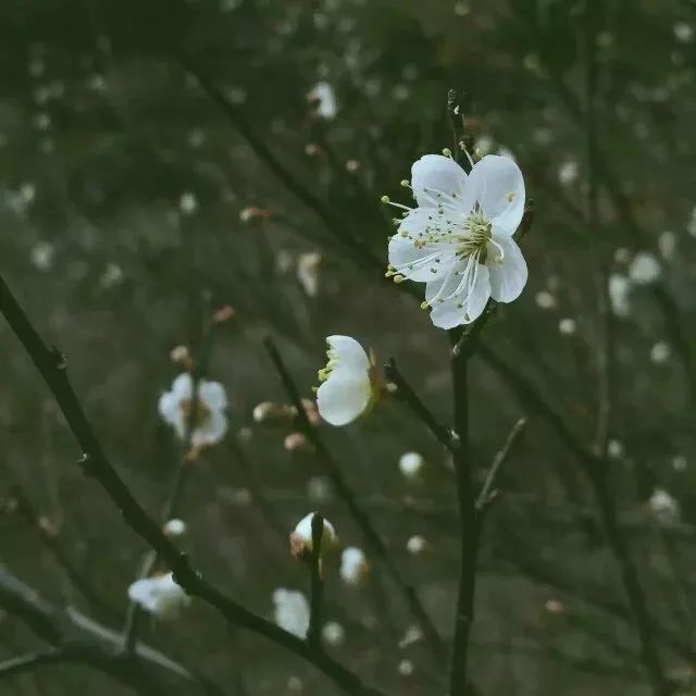 梅花已大片盛开,