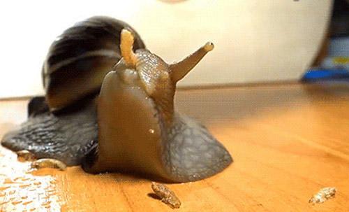 比如说大家都知道的一种生物蜗牛,它具有世界上最多的牙齿