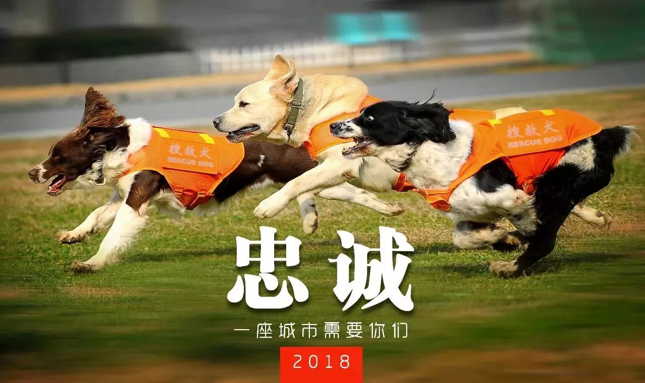 礼物 2018,攒一本消防搜救犬台历,可好?