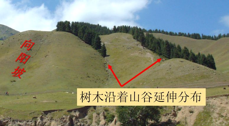 微地参向阳坡植被茂密吗