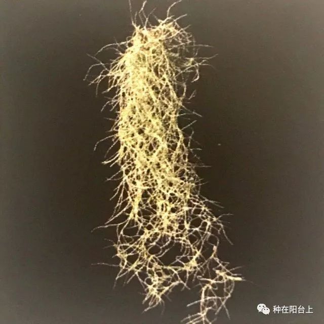 萝凤梨tilandsia usneoides,外观不具有明显茎的形态,由每一小株,以