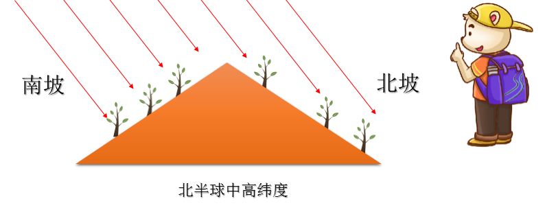 微地参向阳坡植被茂密吗