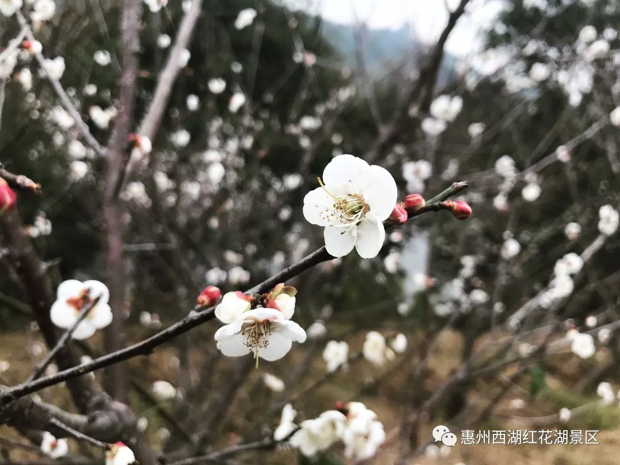 深冬岁寒,红花湖梅花悄然绽放