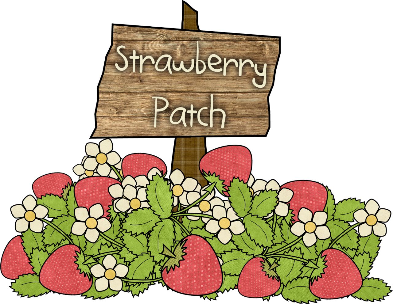 由于无公害果园今年草莓早收成,所以现在只有青枣摘.
