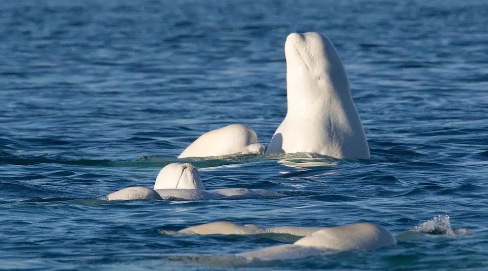 beluga whales 丰富的面部表情,多变的声音,白鲸是北极最有灵性的生物