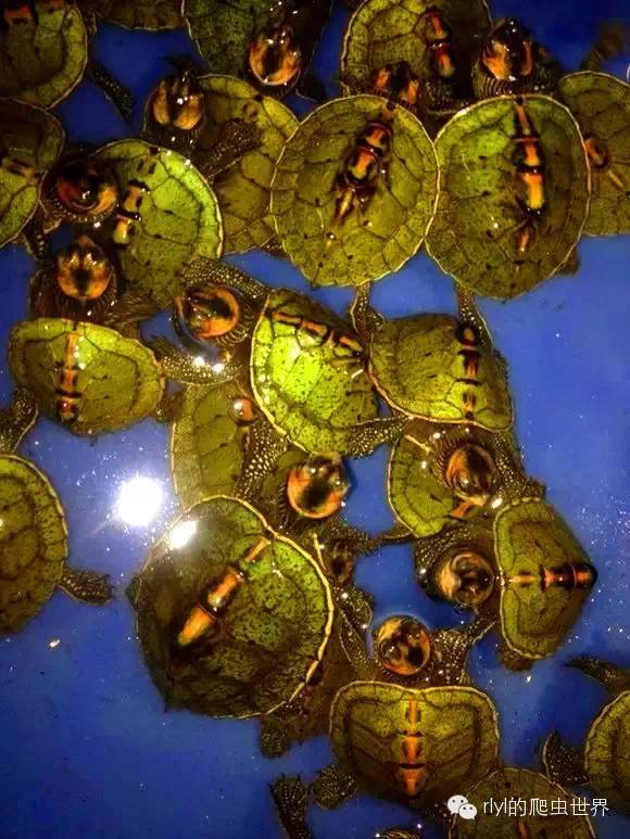 刀锋战士——印度棱背龟( indian roofed turtle)