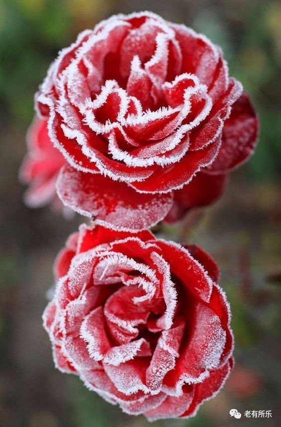 北风吹,雪花飘,美到心醉