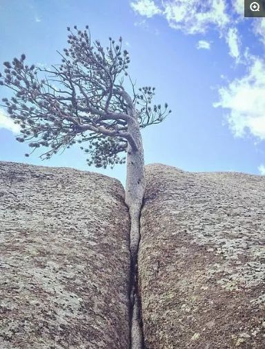 世界上最坚强的15棵树,见证生命的顽强,让你不禁感叹