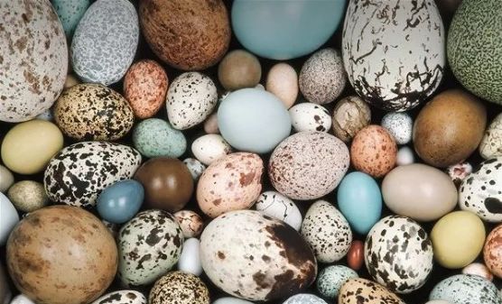 蛋为何有各种形状? 2017年,一项新研究揭示了鸟蛋有不同形状的秘密.