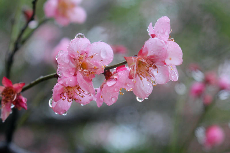 冬雨赏梅