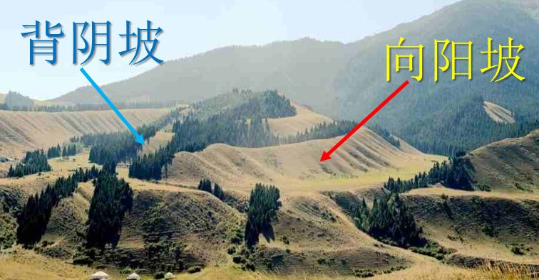 微地参向阳坡植被茂密吗