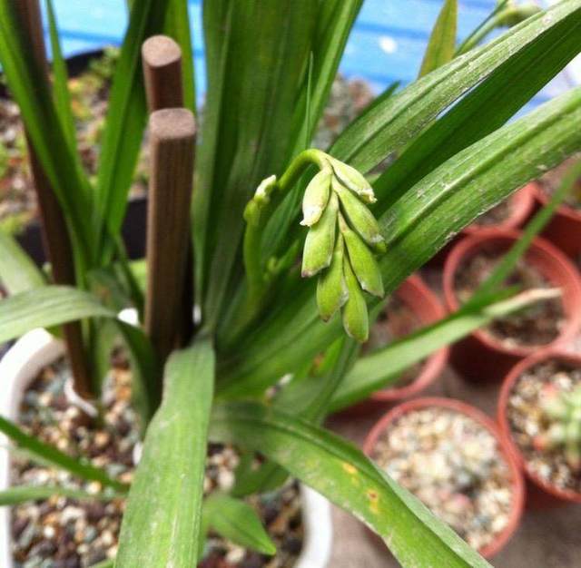 这花长出来的时候像大蒜,冬季开花后又香又艳,比兰花好养100倍