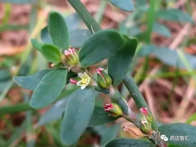 【咸阳众安堂国医馆中医养生【每日一药】扁蓄