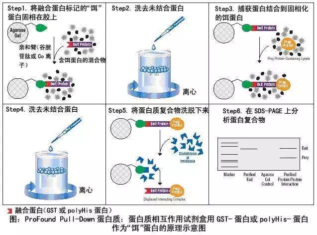 纯化:该表达系统表达的gst标签蛋白可直接从细菌裂解液中利用含有还原