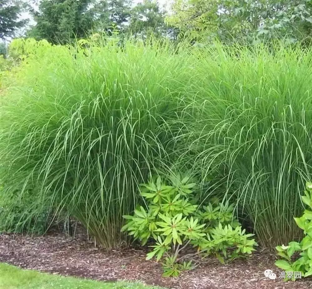 园林植物丨芒草篇