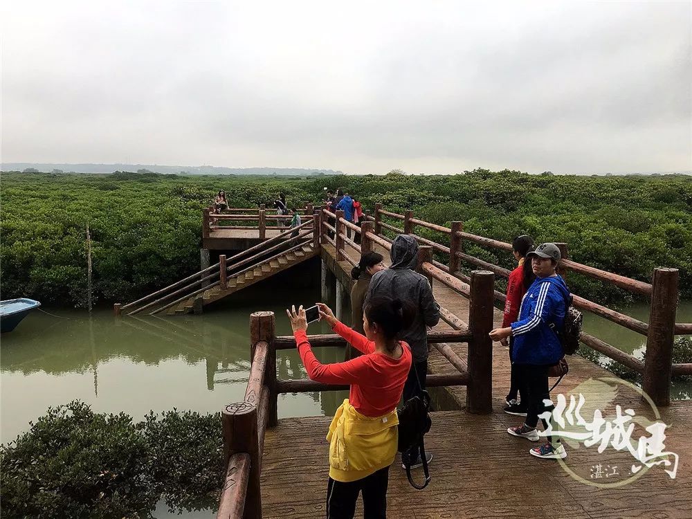 廉江高桥红树林保护区:亲近大自然的好地方_搜狐旅游