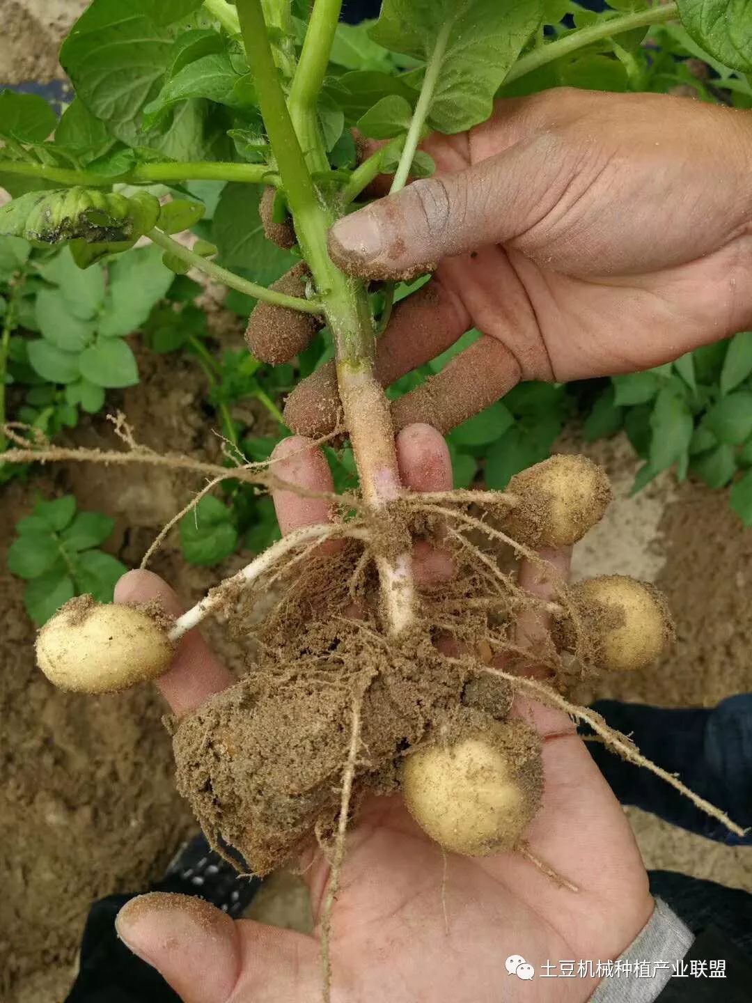 马铃薯种植36个问题