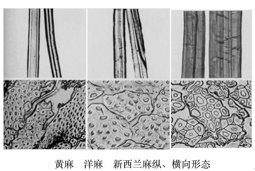 天然纤维素纤维——棉与麻