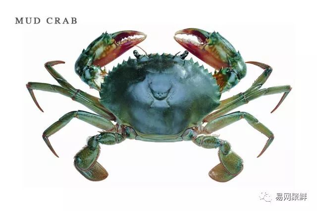 mud crab