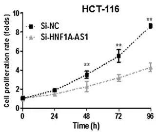 克隆形成实验结果表明沉默hnf1a-as1后,减少了hct-116和sw620细胞的