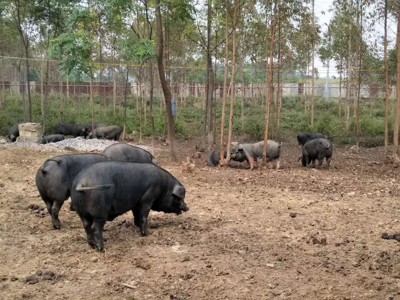 他们居然一起"搞黑猪"!儿时的味道